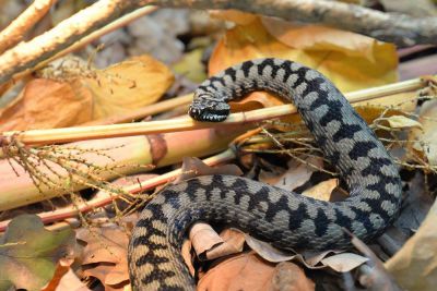 Zmije Hrvatske – izložba Zoološkog vrta grada Zagreba