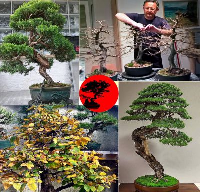 BONSAI – Izložba i radionica